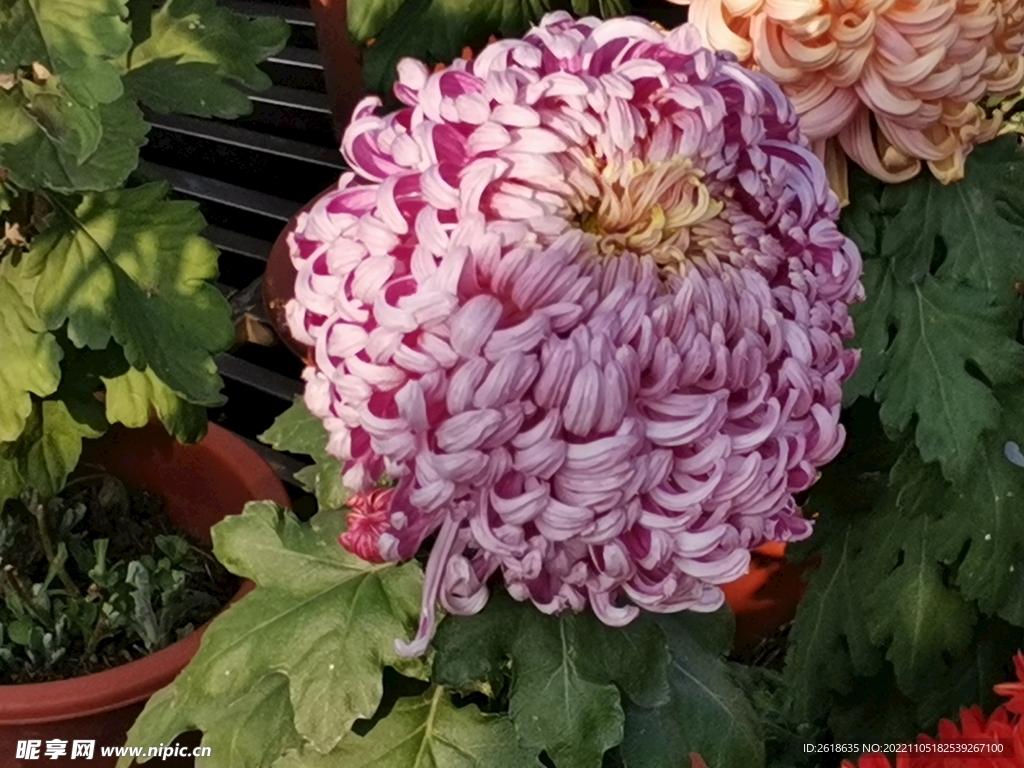 漂亮的菊花