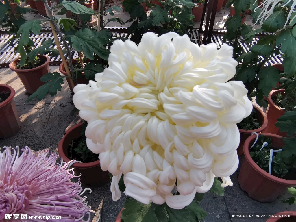 白色菊花