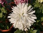 白色菊花