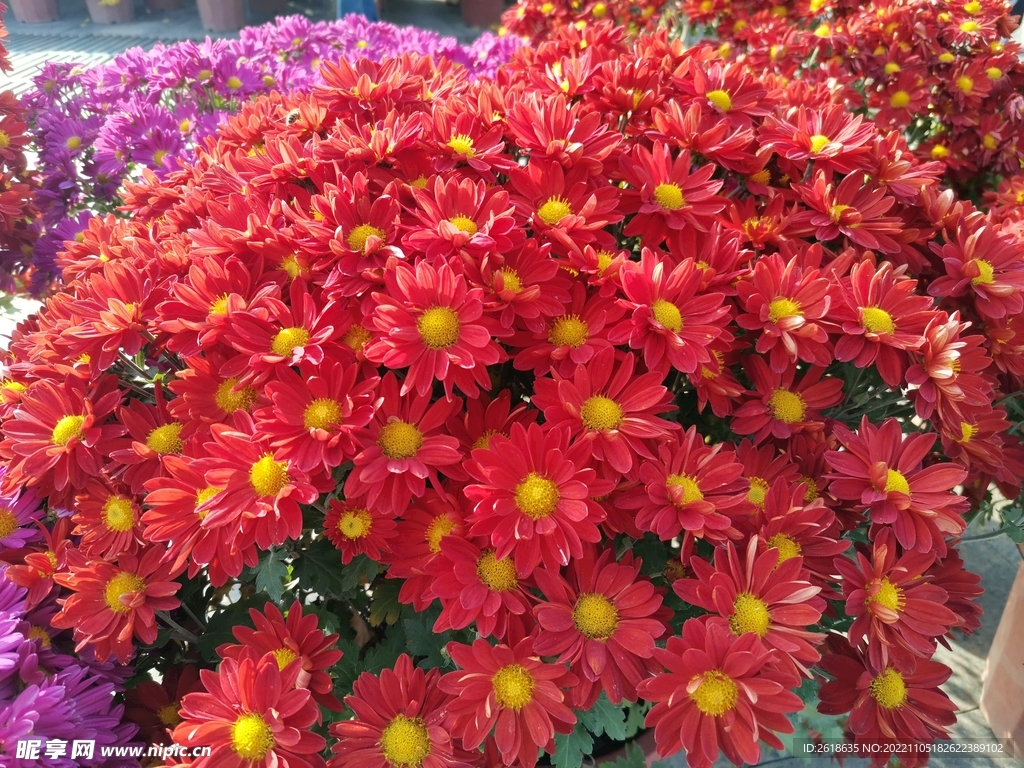 菊花