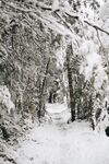 雪景             