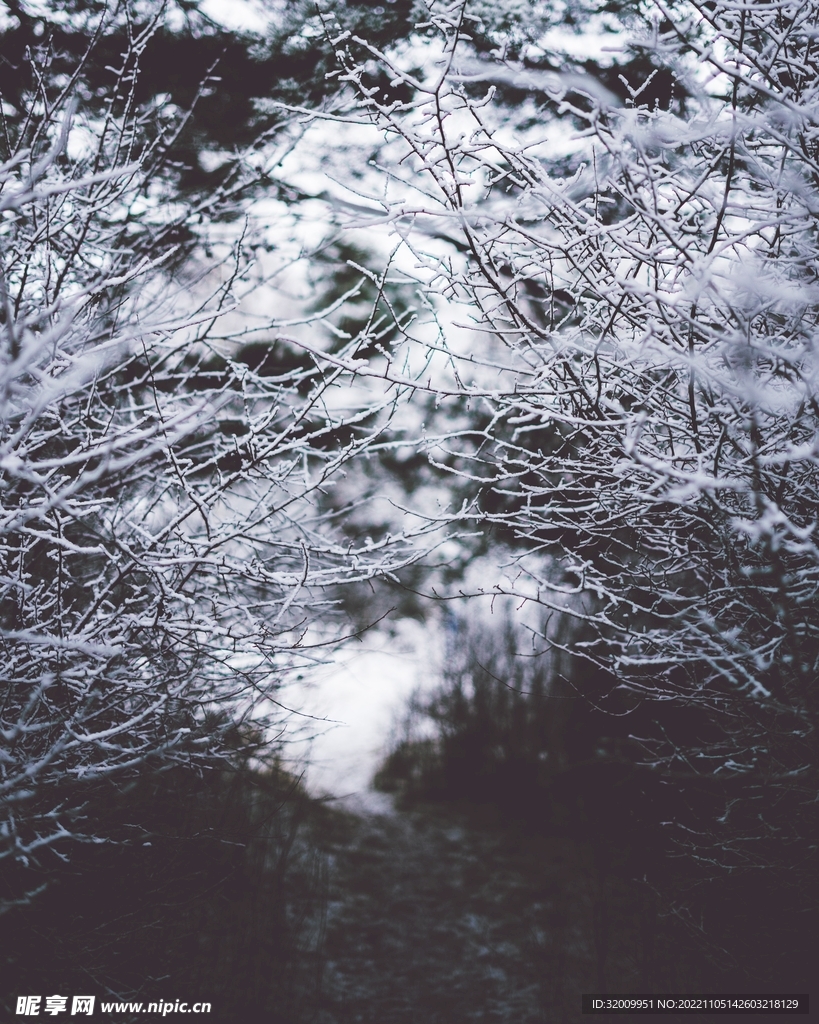 雪景             