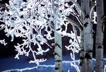 雪景             