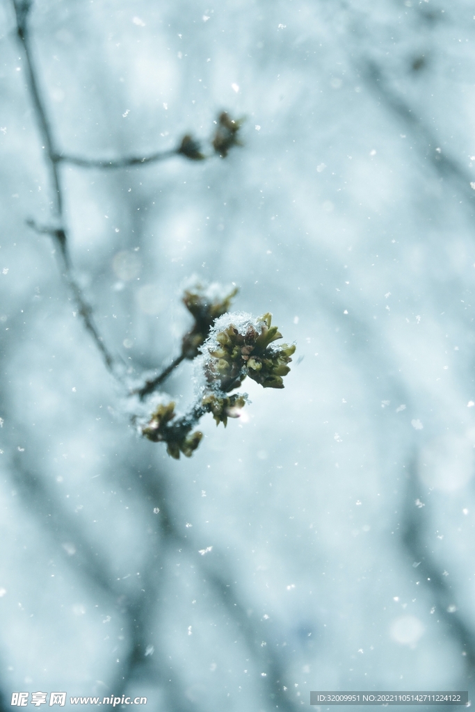 雪景             