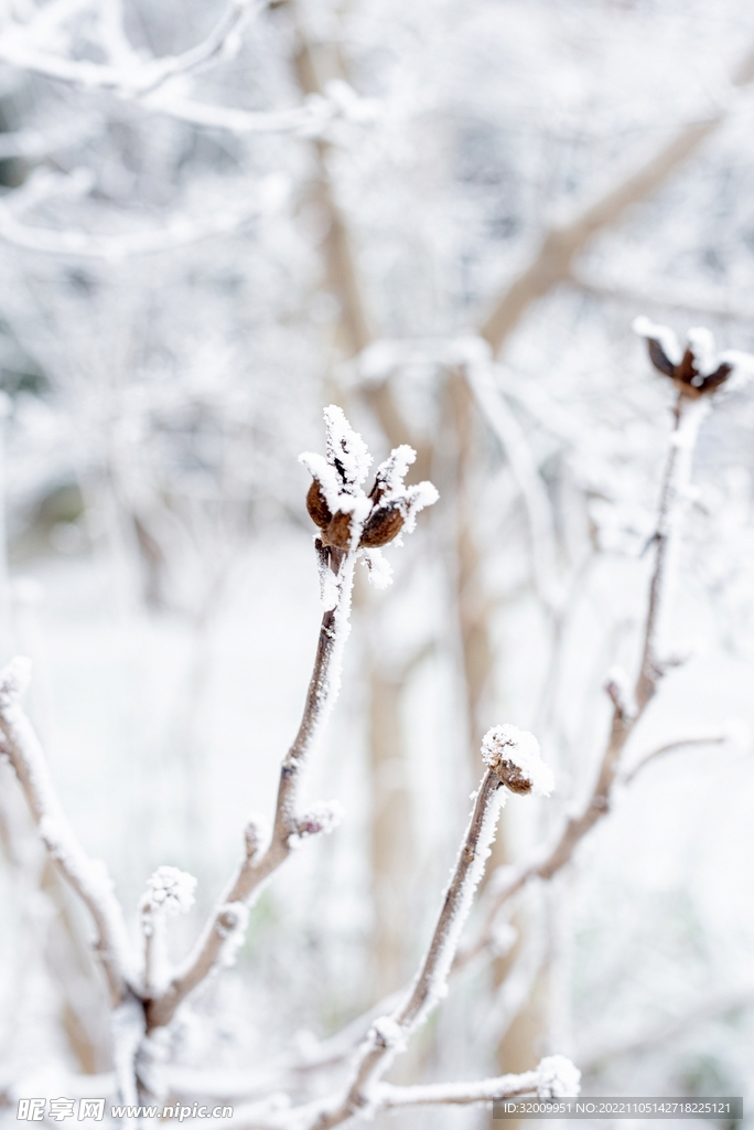 雪景             