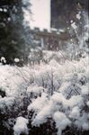 雪景             
