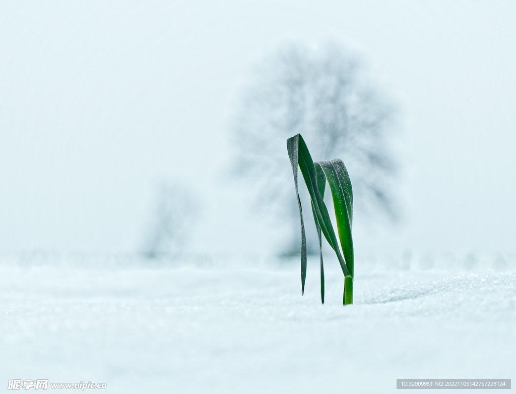 雪景             