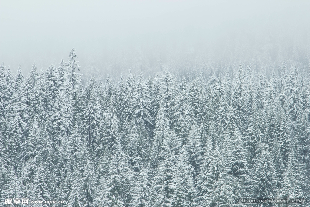 雪景             