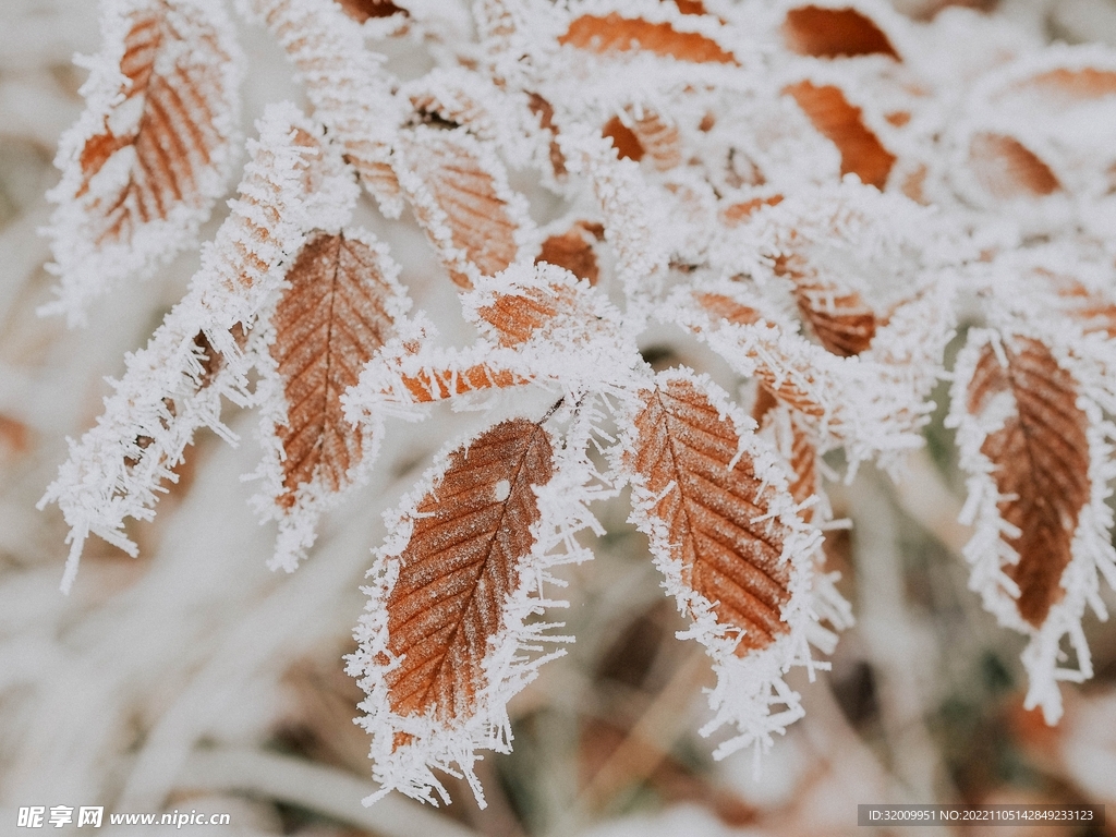 雪景             