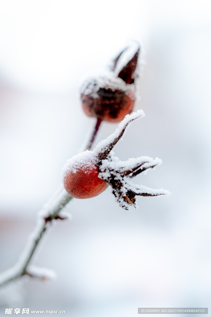 雪景             