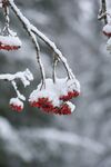 雪景             