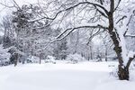 雪景             