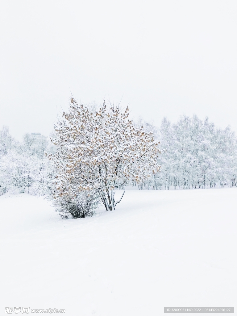 雪景             