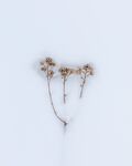 雪景             