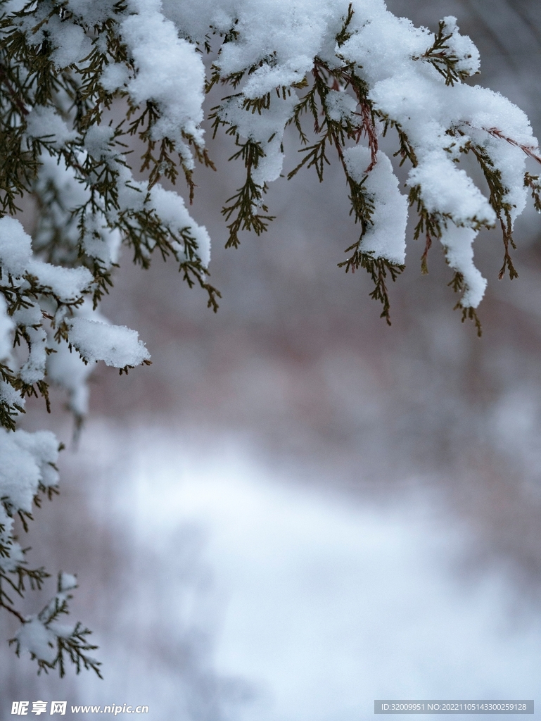 雪景             