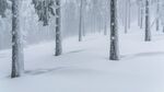 雪景             
