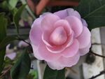 山茶花