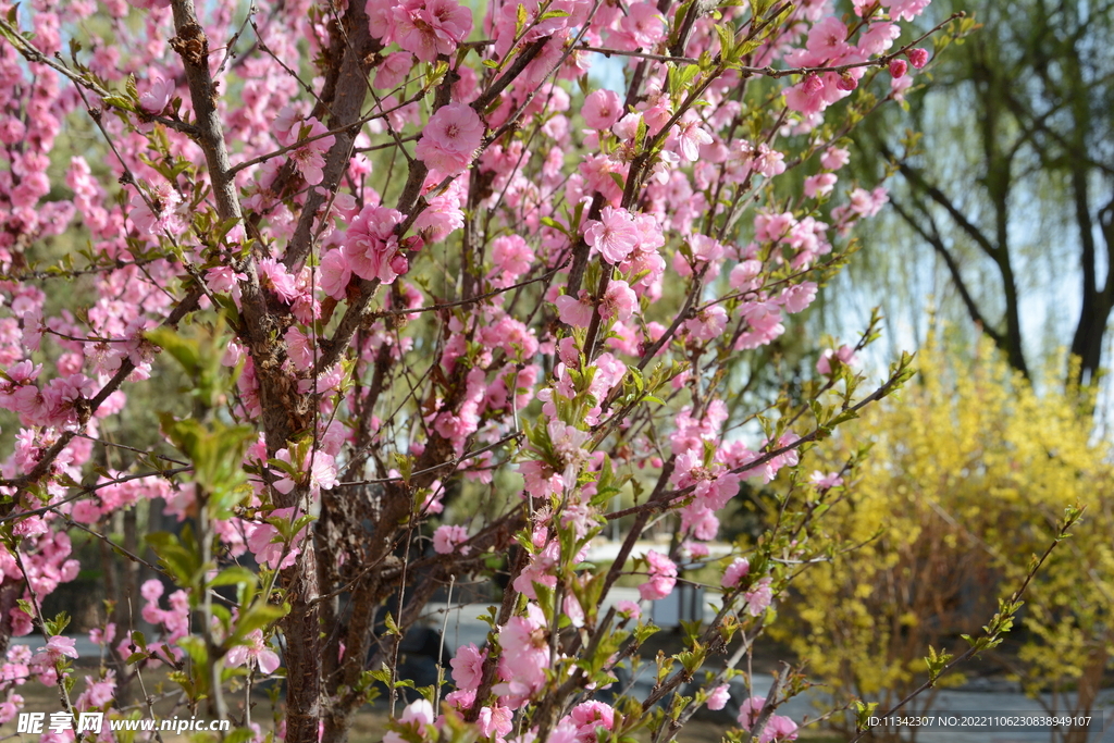 迎春花