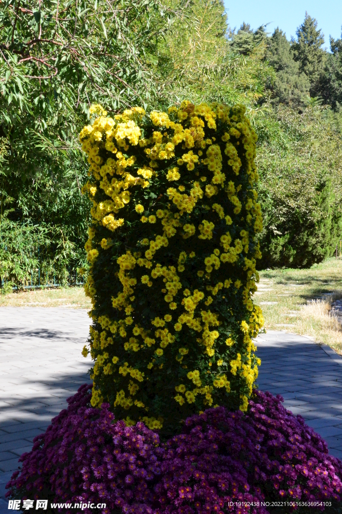 菊花  