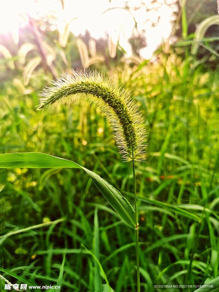 狼尾草