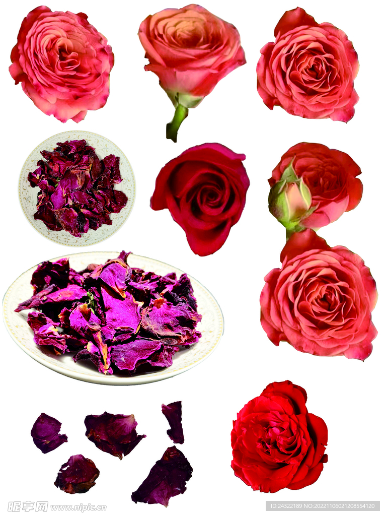 玫瑰花花朵花瓣免抠摄影元素
