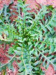 荠荠菜