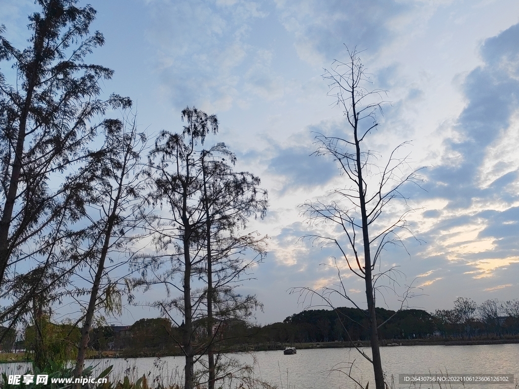 湖边水杉