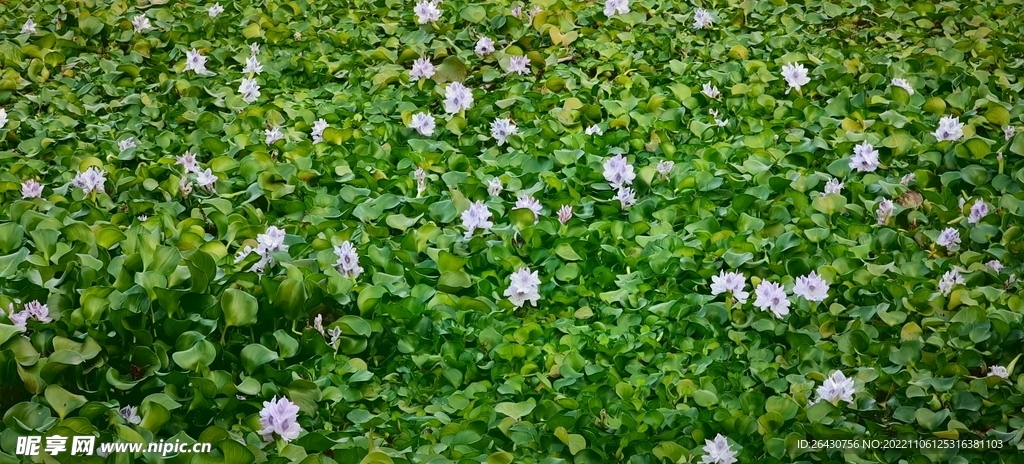 凤眼莲水葫芦