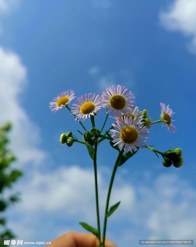 小雏菊