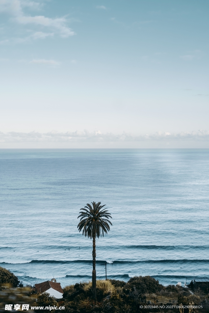 海边的一棵树