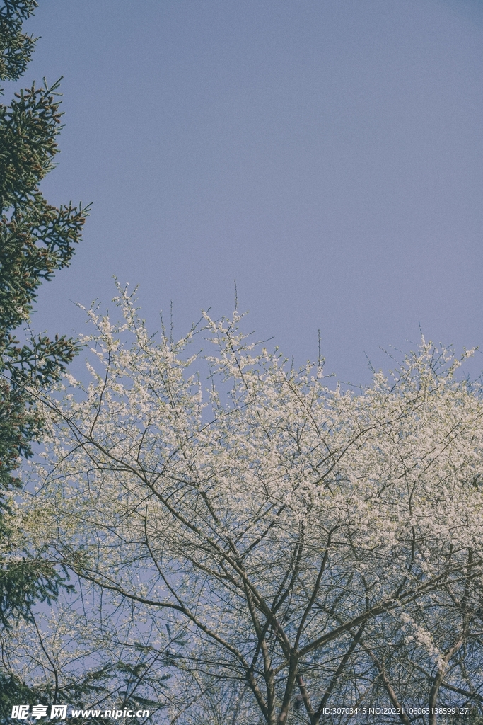樱花和树叶