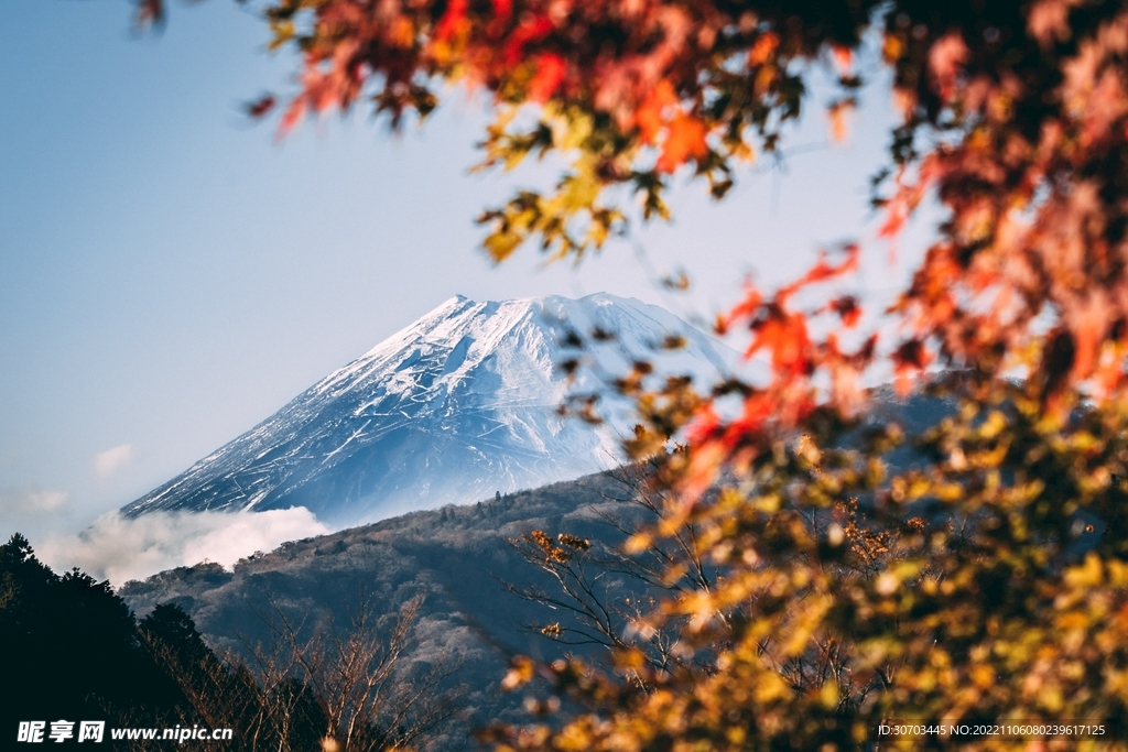 叶子和火山