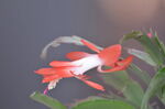 蟹爪兰
