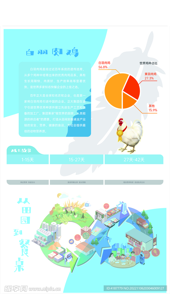 白羽肉鸡