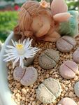 生石花 