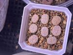 生石花  