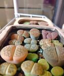 生石花 