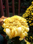 菊花 