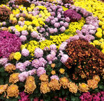 菊花 