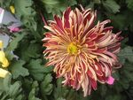 菊花 