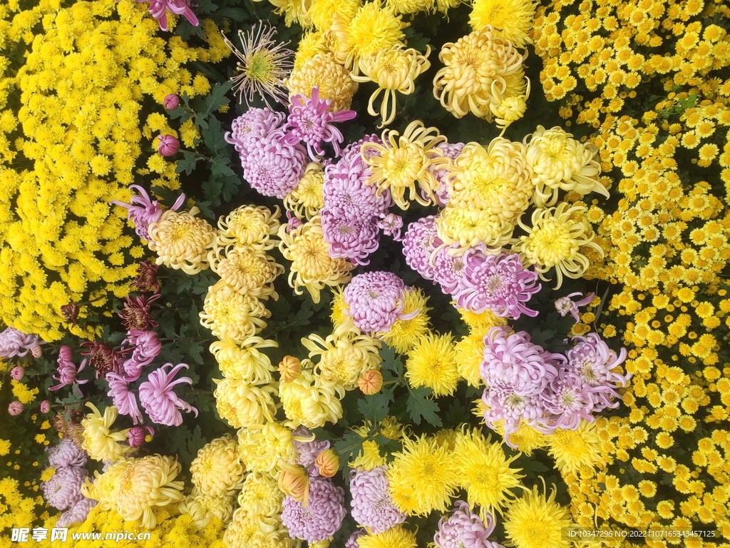 菊花  