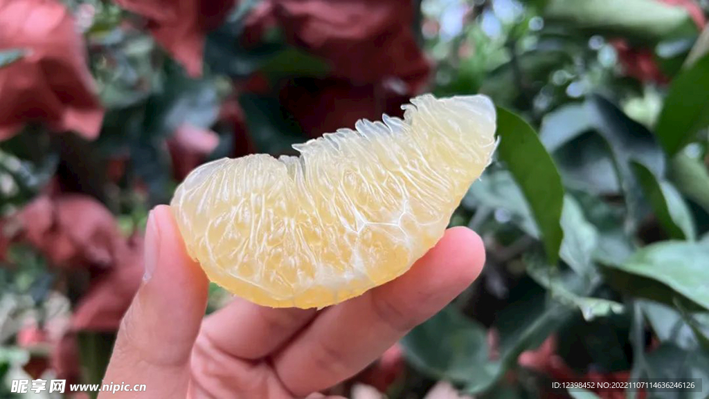 白柚子