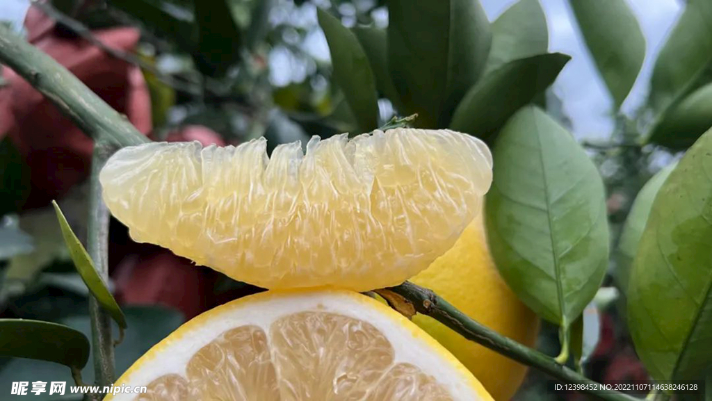 白柚子