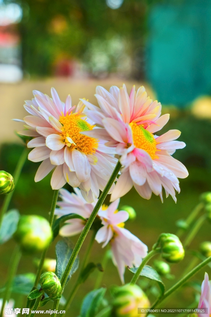 大丽花