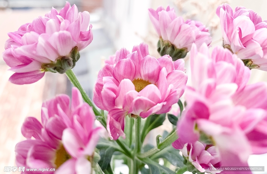菊花