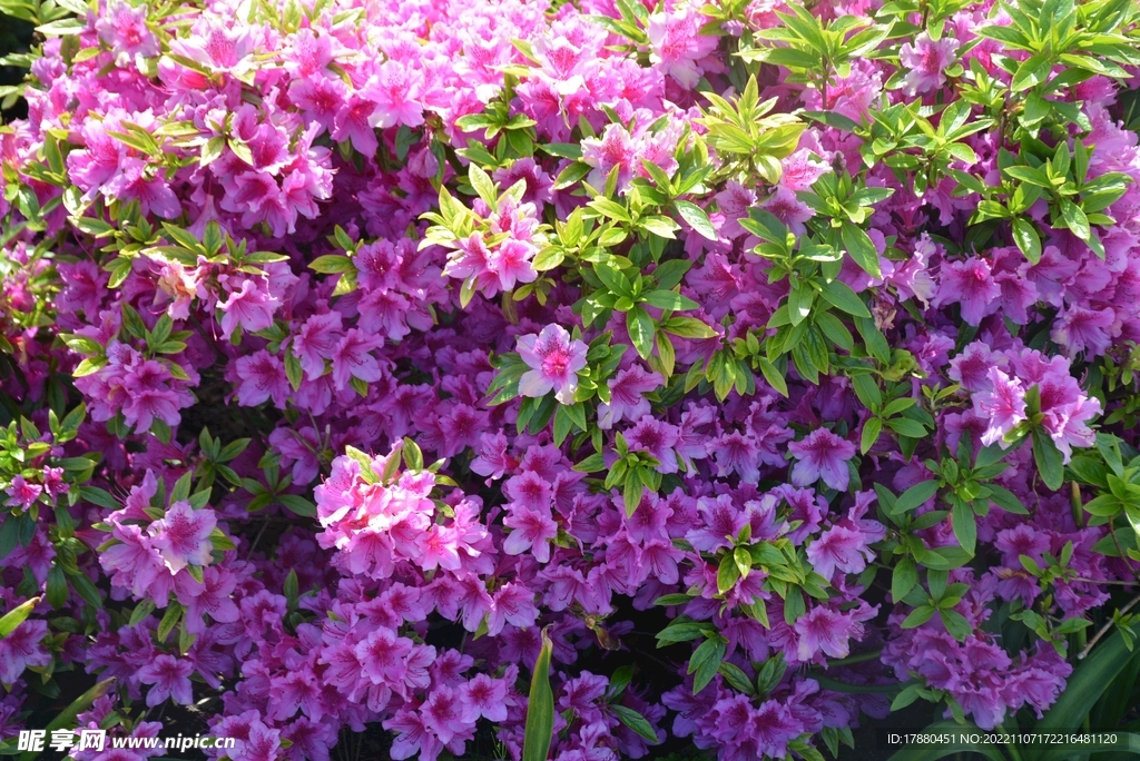 杜鹃花