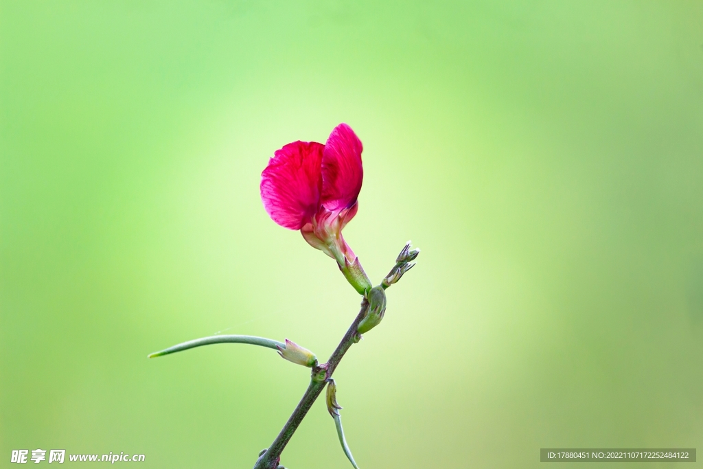 花卉
