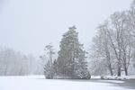冬天树林降雪