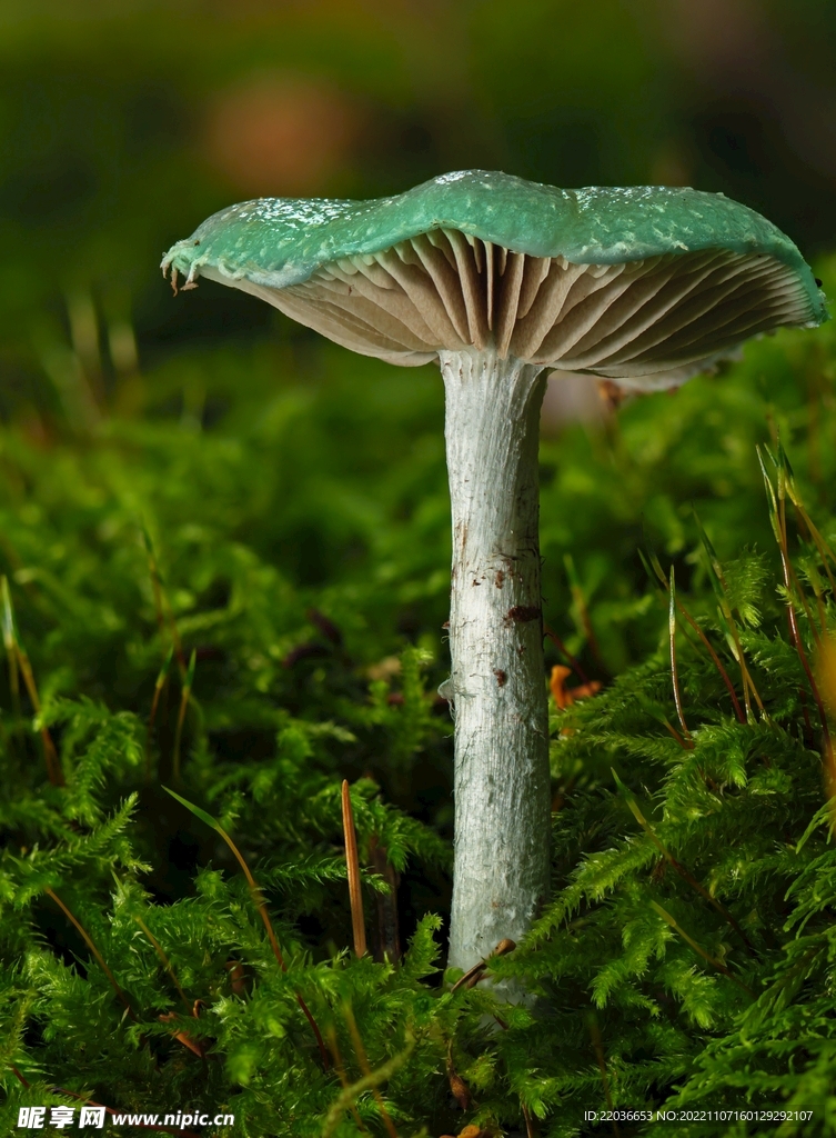铜绿木耳蘑菇