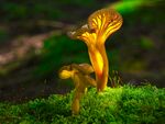 野生苔藓菌类蘑菇